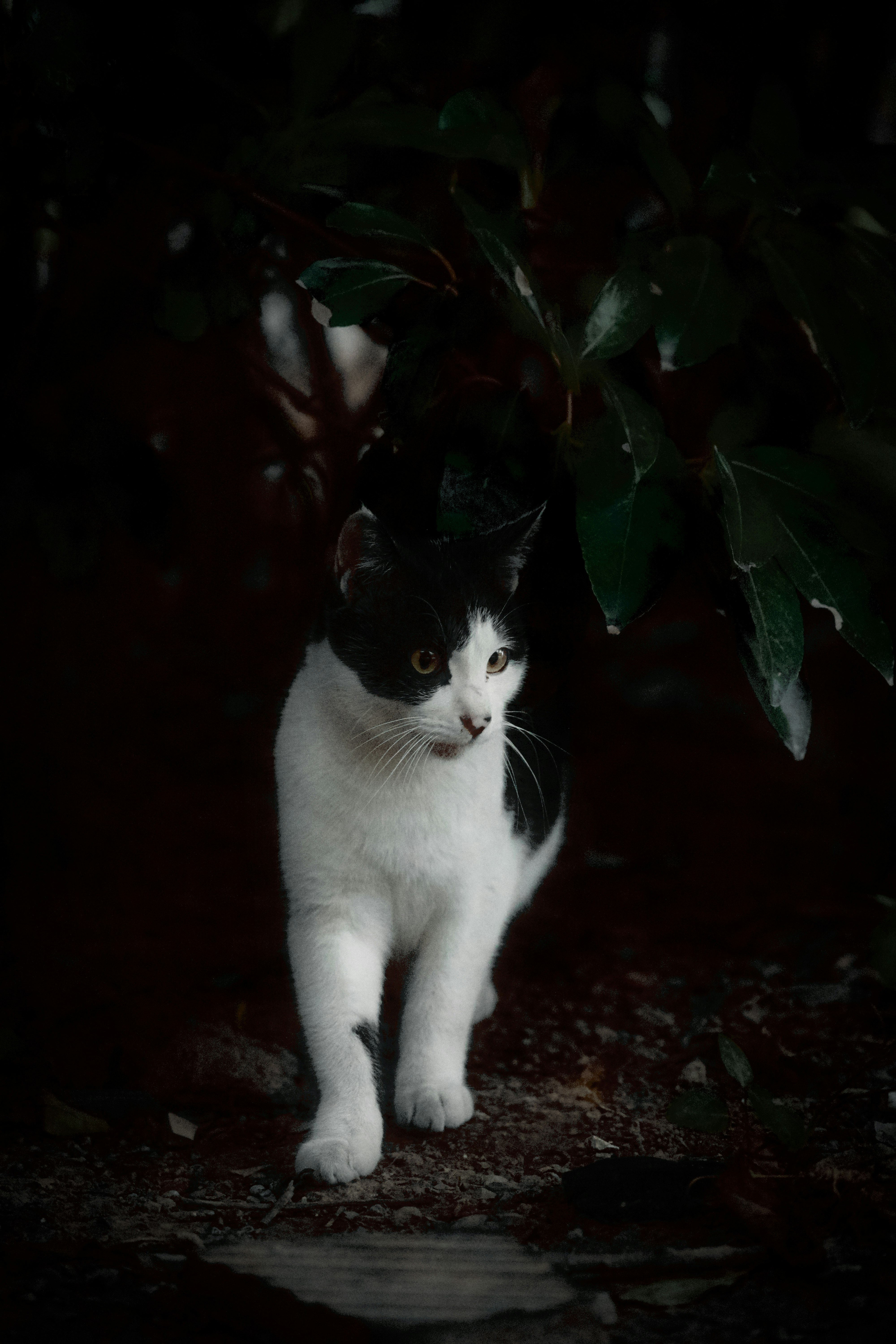 white cat on brown soil